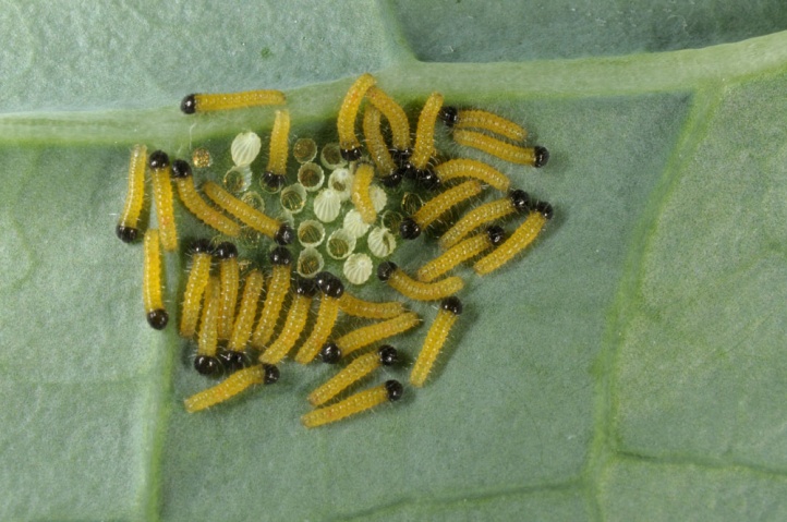 Europ ische Schmetterlinge Und Ihre kologie Pieris Brassicae