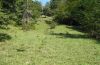 bright wood with grassy clearings in app. 1000m above sea level