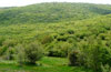 Bright summergreen oak forest (Quercus pubescens) with dry shrub and pastures in the Askio mountains