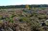 Moor in the Bavarian foreland of the northern Alps