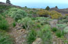 Succulent belt in southwestern La Palma in December 2012