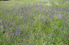 Dry, extensely used grassland with Salvia pratensis (flowering) and Arrhenaterum elatius.
