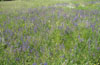Dry, extensely used grassland with Salvia pratensis (flowering) and Arrhenaterum elatius.