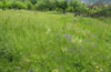 Dry, extensely used grassland with Salvia pratensis (flowering) and Arrhenaterum elatius.