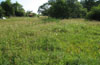 Small fen with Zygaena trifolii, Brenthis ino, Maculinea teleius, Maculinea nausithous etc. in northern Württemberg (Germany)