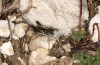 Italohippus albicornis: Männchen (Italien, Campobasso, Campitello Matese, Anfang Oktober 2023) [N]