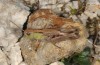 Chorthippus alticola: Female ssp. rammei (Austria, Karawanken, Mount Hochobir, 1650m, early August 2016) [N]