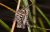Myrmeleotettix antennatus: Weibchen (Ungarn, SW Dabas, August 2019) [N]