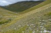 Stenobothrus apenninus: Habitat in Gran Sasso National Park (1600m, late September 2016) [N]