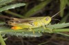 Chorthippus apicalis: Männchen (Spanien, Zaragoza, Monegrillo, Ende Mai 2018) [N]