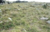 Chorthippus apricarius: Habitat am Colle di Sampeyre in 2000m NN (Ende August 2010) [N]
