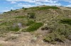 Chorthippus binotatus: Habitat (Zentralspanien, Teruel, Sierra de Javalambre, Ende Juli 2017) [N]