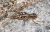 Chorthippus biroi: Female (Greece, Crete, west of Kallikratis, mid-October 2025) [N]