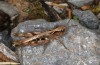 Chorthippus biroi: Female (Greece, Crete, west of Kallikratis, mid-October 2025) [N]