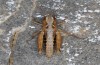 Chorthippus biroi: Female (Greece, Crete, west of Kallikratis, mid-October 2025) [N]