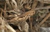 Chorthippus biroi: Female (Greece, Crete, Velonado, mid-October 2025) [N]
