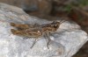 Chorthippus biroi: Male (Greece, Crete, west of Kallikratis, mid-October 2025) [N]