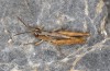 Chorthippus biroi: Male (Greece, Crete, west of Kallikratis, mid-October 2025) [N]