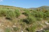 Stenobothrus bolivarii: Habitat (Spain, Avila, Hoyos del Espino, late June 2025) [N]