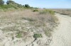 Acrotylus insubricus: Habitat ssp. braudi (Korsika, Aléria, Anfang Oktober 2024) [N]