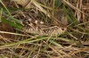 Arcyptera brevipennis: Weibchen (Südfrankreich, Montpellier, Plateau d'Aumelas, Anfang Juni 2023) [N]