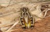 Arcyptera brevipennis: Männchen (Südfrankreich, Montpellier, Plateau d'Aumelas, Anfang Juni 2023) [N]