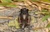 Gomphoceridius brevipennis: Männchen (Canigou, Prats-de-Mollo-la-Preste, 2100m NN, Mitte Oktober 2013) [N]