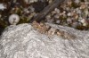 Sphingonotus caerulans: Male (SW-Germany, Stuttgart, August 2019) [N]