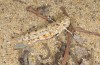 Sphingonotus candidus: Weibchen (SW-Sardinien, Piscinas, Ende September 2018) [N]