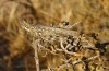 Dericorys carthagonovae: Weibchen (Spanien, Almeria, Alhabia, westlich Ermita San Isidro, Mitte November 2022) [N]