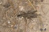 Dericorys carthagonovae: Männchen (Spanien, Almeria, Gador, Anfang Oktober 2022) [N]