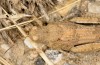 Oedipoda charpentieri: Weibchen (S-Frankreich, Bouches-du-Rhône, Crau, September 2018) [N]