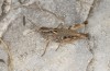 Chorthippus cialancensis: Weibchen (Italien, Perrero, Punta Cialancia, 13 Laghi, August 2018) [N]
