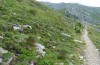 Chorthippus cialancensis: Habitat in app. 2400m (Italy, Perrero, Punta Cialancia, 13 Laghi, August 2018) [N]