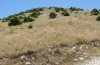 Stenobothrus clavatus: Habitat (Greece, Epirus, Mount Tomaros, northern part, 1370m, late July 2025) [N]