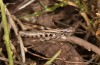 Chorthippus corsicus: Weibchen (Korsika, Albertacce, Col de Vergio, Ende September 2024) [N]