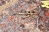 Chorthippus corsicus: Männchen (Korsika, Corte, Haut-Asco, Ende September 2024) [N]