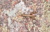 Chorthippus corsicus: Männchen (Korsika, Corte, Haut-Asco, Ende September 2024) [N]