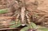 Chorthippus corsicus: Weibchen (Korsika, Corte, Haut-Asco, Ende September 2024) [N]