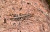 Chorthippus corsicus: Weibchen (Korsika, Corte, Haut-Asco, Ende September 2024) [N]