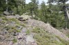 Chorthippus corsicus: Habitat (Korsika, Corte, Haut-Asco, Ende September 2024) [N]