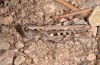 Chorthippus corsicus: Weibchen (Korsika, Corte, Haut-Asco, Ende September 2024) [N]
