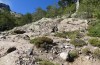 Chorthippus corsicus: Habitat (Korsika, Corte, Haut-Asco, Ende September 2024) [N]