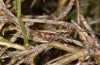 Chorthippus corsicus: Männchen (Korsika, Albertacce, Col de Vergio, Ende September 2024) [N]