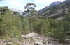 Chorthippus corsicus: Habitat (Korsika, Corte, Haut-Asco, Ende September 2024) [N]