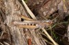 Chorthippus corsicus: Weibchen (Korsika, Albertacce, Col de Vergio, Ende September 2024) [N]