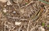 Chorthippus corsicus: Weibchen, das von Ch. brunneus angebalzt wird (Korsika, Albertacce, Col de Vergio, Ende September 2024) [N]