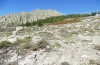 Chorthippus corsicus: Habitat (Korsika, Albertacce, Col de Vergio, Ende September 2024) [N]