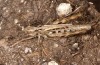 Chorthippus corsicus: Weibchen (Korsika, Albertacce, Col de Vergio, Ende September 2024) [N]