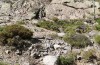 Chorthippus corsicus: Habitat (Korsika, Corte, Haut-Asco, Ende September 2024) [N]